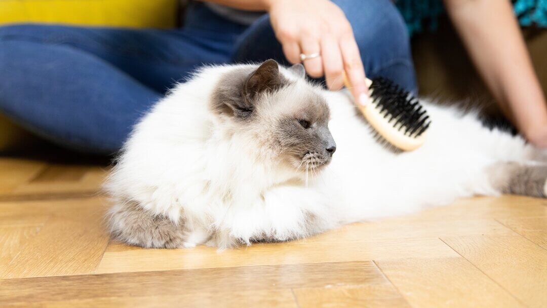 Cat with hot sale thinning hair